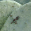 Cactus bug nymph