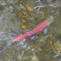 Sockeye Salmon