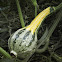 Cucurbita pepo
