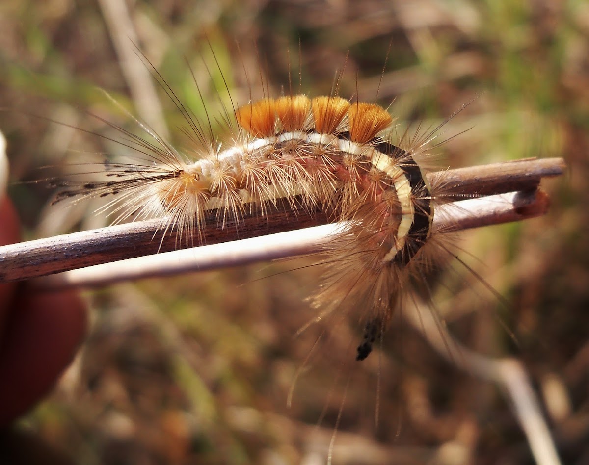 Tussock moth caterpillar