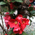 Chaenomeles