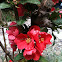 Chaenomeles