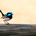 Superb Fairy Wren