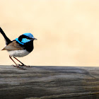 Superb Fairy Wren