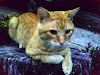 Perdi Gato Amarillo Zona Buceo Propios Y Av Ital