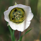 Sego Lily