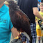 Harris Hawk