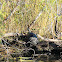 Florida red-bellied cooter