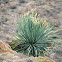 Sotol / Desert spoon