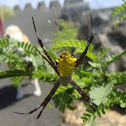 Hawaiian garden spider