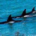 Orca