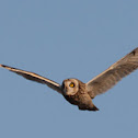 Short-eared Owl