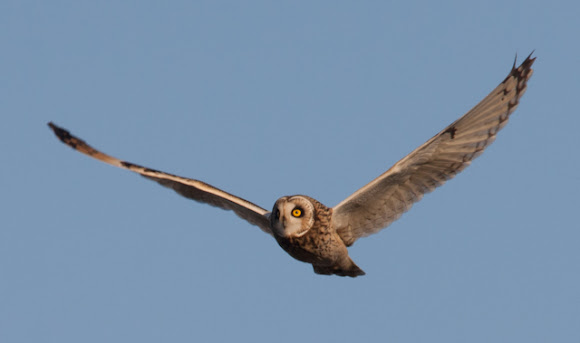 Spotting Image 1