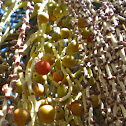 Piccabeen Palm