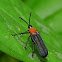Hispinae beetle