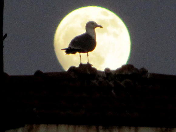Spotting Image 1