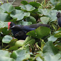 Pukeko and chicks