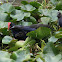 Pukeko and chicks