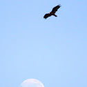 Turkey Vulture