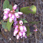 Greenleaf manzanita