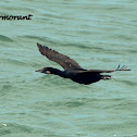 Brandt's Cormorant