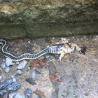 Eastern garter snake
