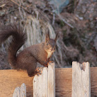 Eichhörnchen