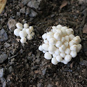 clustered colybias?