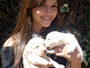 Vendo Hermosos Perros Labrador Retriever