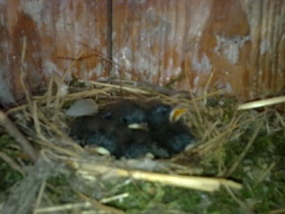 Spotting Image 1