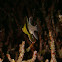 Pajama cardinalfish