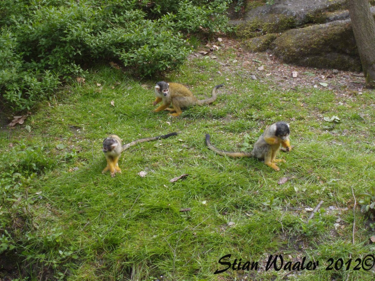 Bolivian Squirrel Monkey