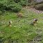 Bolivian Squirrel Monkey
