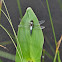 Chalk-Fronted Corporal