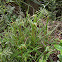 Green Hooded Orchid