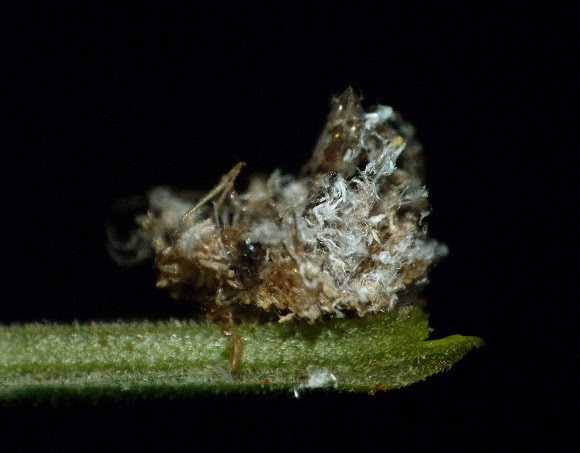 Spotting Image 1