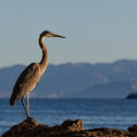 Blue heron