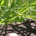 Jacky Lizard