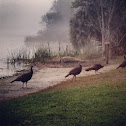 Wild Turkey