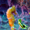 Slender Seahorse