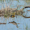 greater yellowlegs