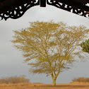 Fever Tree