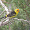 Western Tanager