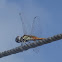 Long-legged Marsh Glider