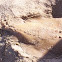 Torpedo Ray