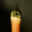 Star Eyed Hermit Crab