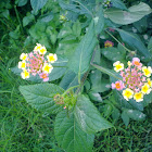 Lantana