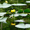 Spatterdock