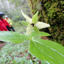 Sweet White Trillium