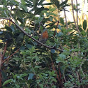 Robin